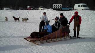 Dog Sled at MammothMP4 [upl. by Robinette]