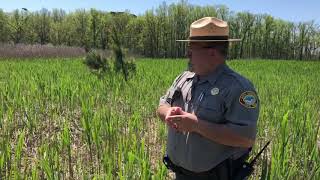 Controlling phragmites [upl. by Leiva]