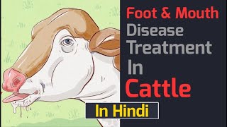 खुरपकामुंहपका रोग का इलाज । Foot and mouth disease treatment in cattle । FMD Disease । [upl. by Reteip]