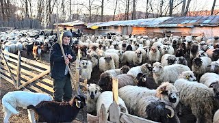 PROGRAMUL DE DIMINEATA LA STANA CIOBANULUI MARIN CHIOJDEANU VIATA GREA LA STANA PE TIMP DE IARNA [upl. by Nyhagen]