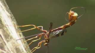 Giant Ichneumon Wasp Megaryhssa macrurus Ovipositing [upl. by Damal973]