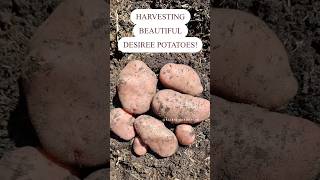 Harvesting Big Beautiful Desiree Potatoes potato harvest harvesting desiree [upl. by Eixor]