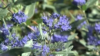 Caryopteris clandonensis Heavenly Blue [upl. by Whitson]