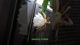 Queen Of The Night KADUPUL FLOWER from The Philippines [upl. by Anama891]