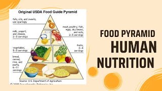 Complete Food Pyramid explanation HUMAN NUTRITION [upl. by Vivi845]