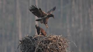 Bald Eagle eaglets learning to use their wings [upl. by Goeselt]