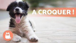 CHIOTS MIGNONS et DRÔLES 🐶 Vidéos de chiots adorables [upl. by Soirtemed423]