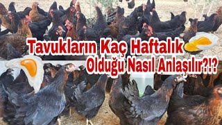 Tavukların kaç haftalık olduğu nasıl anlaşılır  tavukçiftliği otantikbilgiler gezentavuk [upl. by O'Donnell733]