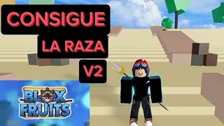 COMO CONSEGUIR LA RAZA V2 EN BLOX FRUITS [upl. by Jezabella]