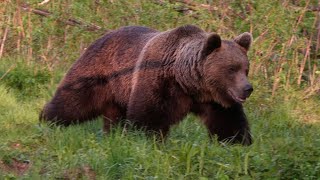 Veľký medvedí samec na pár krokov [upl. by Des75]