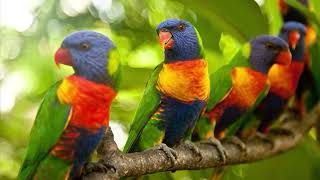 Most Colourful Birds  Rainbow Lorikeets  Swainsons Lorikeets [upl. by Norbel]