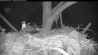 Barred Owl caterwauling disturbs the peace of the female Osprey incubating her newly laid egg [upl. by Rema]