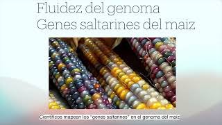 Genes saltarines del Maïz fuerza genética [upl. by Karen]