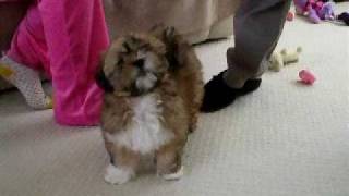 Lhasa Apso Puppy [upl. by Eugenie]