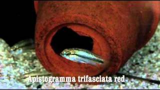 Apistogramma trifasciata red [upl. by Fiedler297]