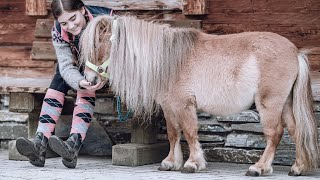 Ausflug mit den Zwergponys  Familienresort Ellmauhof [upl. by Eisenberg]