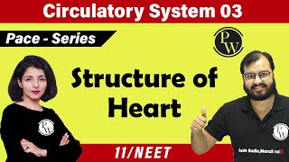 Circulatory System 03  Structure of Heart  Class 11  NEET [upl. by Enom]