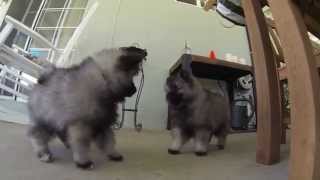 8 Week Old Keeshond Puppies [upl. by Connell]