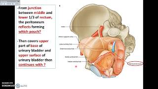 Overview of Pelvis 7  Pelvic Peritoneum  Dr Ahmed Farid [upl. by Tarazi]