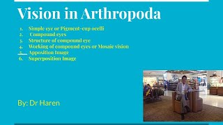 Vision in Arthropoda [upl. by Lorine382]