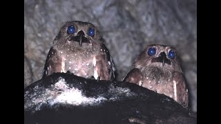 OILBIRD the WEIRD Lives in Caves Flies at Night [upl. by Stenger]