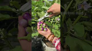 Harvesting round eggplants farming [upl. by Rorie]