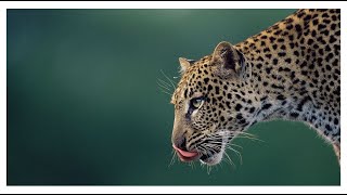 What are Leopards  graceful and powerful big cats closely related to lions tigers and jaguars [upl. by Flip504]