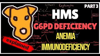 Mechanism of Glucose 6 phosphate Dehydrogenase deficiency Anemia Immunodeficiency [upl. by Anwahsar]