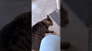 Home Alone Mautzi the Cat [upl. by Sllew622]