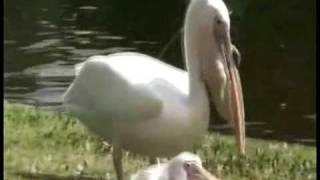 Pelican eats pigeon quotEditquot [upl. by Bever]