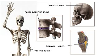 All types of joints in our body Joints and its types 3d animation [upl. by Zacarias]