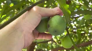 Biggest Achachairu Garcinia humilis tree in Florida [upl. by Erdnassak]