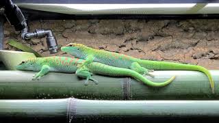 Phelsuma grandis [upl. by Arelc274]