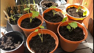 Potting on Nasturtiums 🌺 and Marigolds 🌸  Companion Planting Scallions and White Sweet Onions 🧅 [upl. by Doty225]