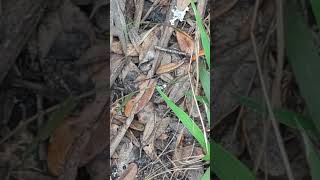 Small Toad Camouflaged by Leaves amp Saw Palmetto by Trail Little Big Econ State Forest Geneva [upl. by Buller]