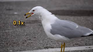 Ringbilled Gull Larus delawarensis call slowed down to 01x speed [upl. by Akissej]