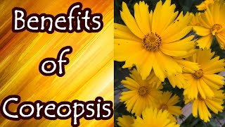 Benefits of Coreopsis [upl. by Sapphira184]