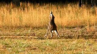 two wallabies boxing in the backyard [upl. by Stavro452]