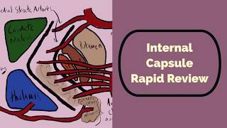 Internal Capsule Rapid Review [upl. by Alda200]