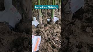 Bottle Palm Shiffting👏How To Shifting Big Plant In Nursery👏shorts youtubeshorts nursery [upl. by Branscum]