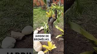 short bromélias Fazendo um novo jardim plantas [upl. by Caiaphas]