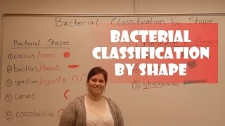 Bacteria Classification by Shape [upl. by Laveen]