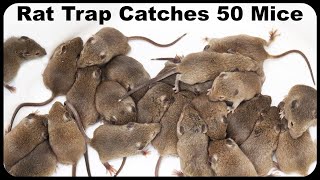 Catching 50 Mice 2 Rats and A Chipmunk With An Incredible Italian Rodent Trap Mousetrap Monday [upl. by Goeger]