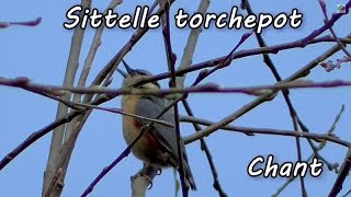 SITTELLE TORCHEPOT  Chants doiseaux [upl. by Crescen175]