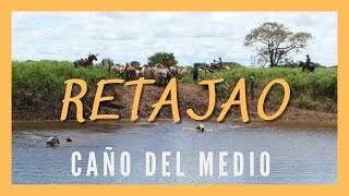 RETAJAO  CAÑO DEL MEDIO Arreo de ganado Llanos de Venezuela y Colombia Videos llaneros Campo [upl. by Atekahs]