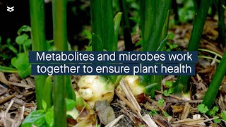 Plant metabolites influence how the plant microbial community forms [upl. by Ausoj]