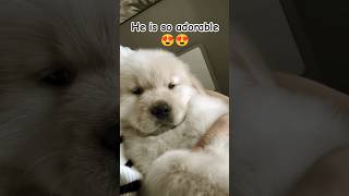 Golden Retriever Puppy The Most Adorable Baby Dog [upl. by Haletky]