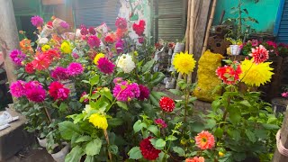 ROSE DAHLIA PANSY ASTER FLOWER PLANT PRICE  KOLKATA GALIFF STREET PLANT MARKETBest Flowers Forever [upl. by Sirahs530]