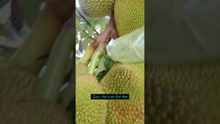 SURPRISING Jackfruit Tree jackfruit  Must Watch [upl. by Venditti]