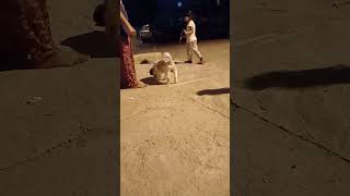 Good morning everyone homeboarding for pets youtube public india blr doglover dog shortvideo [upl. by Enirod]